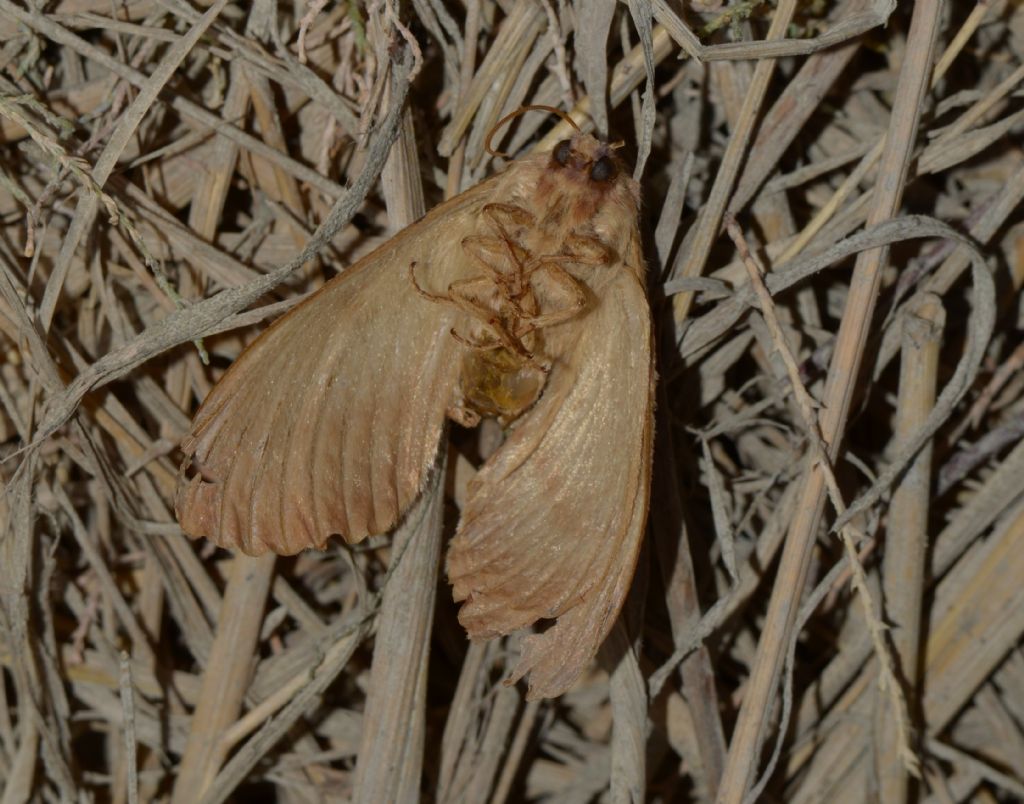 Mythimna? No,  Lasiocampa trifolii, femmina